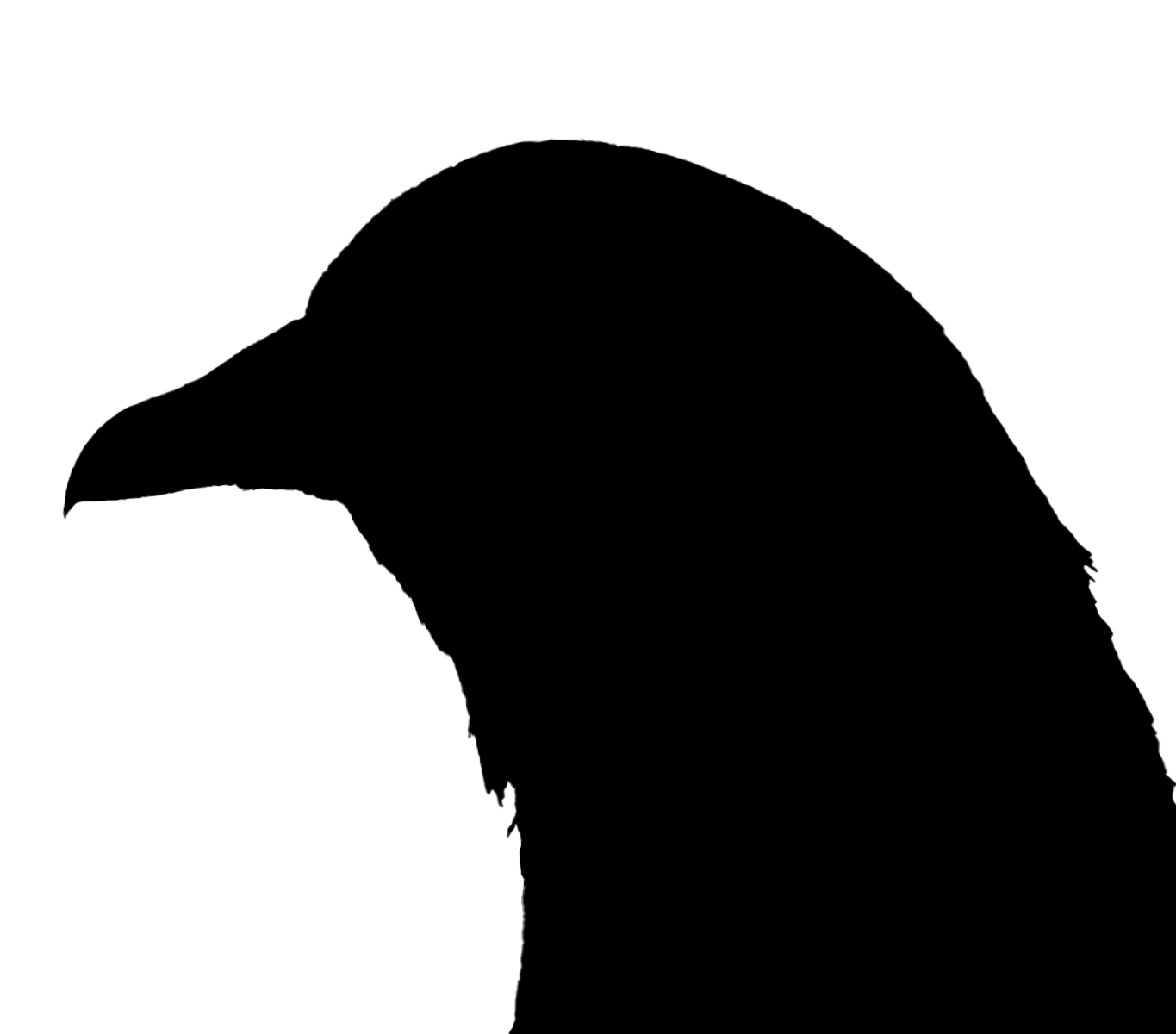 No Photo Placeholder Image